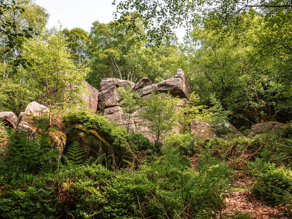 Brimham rocks partially hidden by green leaved plants and bushes, partway through the walk from Pateley Bridge.