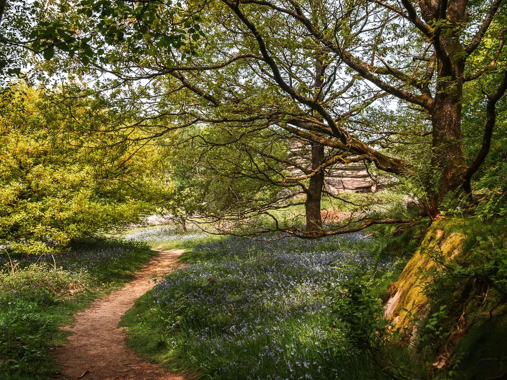 A narrow dirt path on the left, with a green patch of grass with bluebells to the right, all surround by bushes and trees.