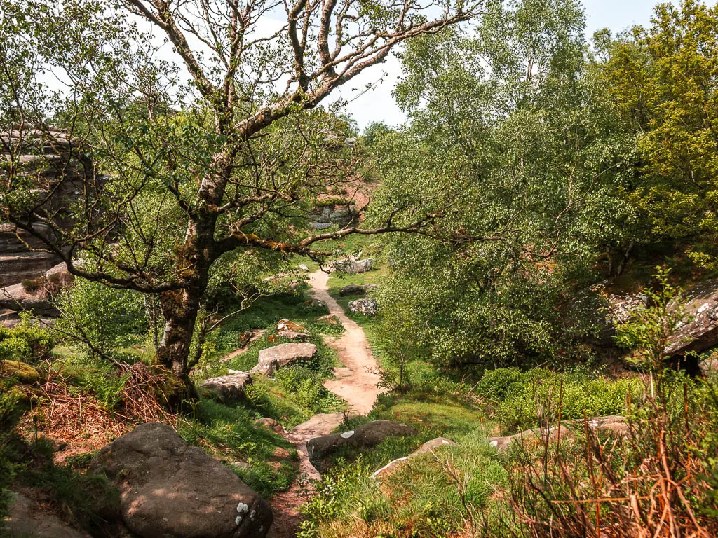 Looking down some rocks to a small path leading through the bushes and trees, on the walk back towards Pateley Bridge from Brimham Rocks.