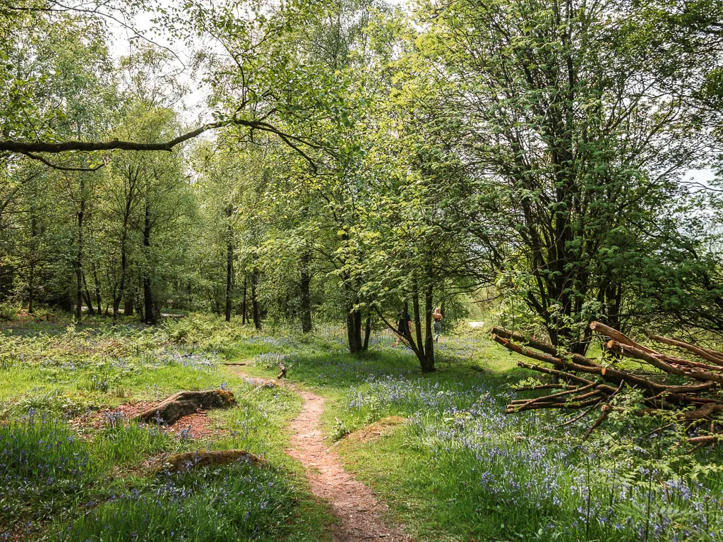 A narrow dirt trail through the grass, surrounded by a few trees. There are bluebells all over the grass.