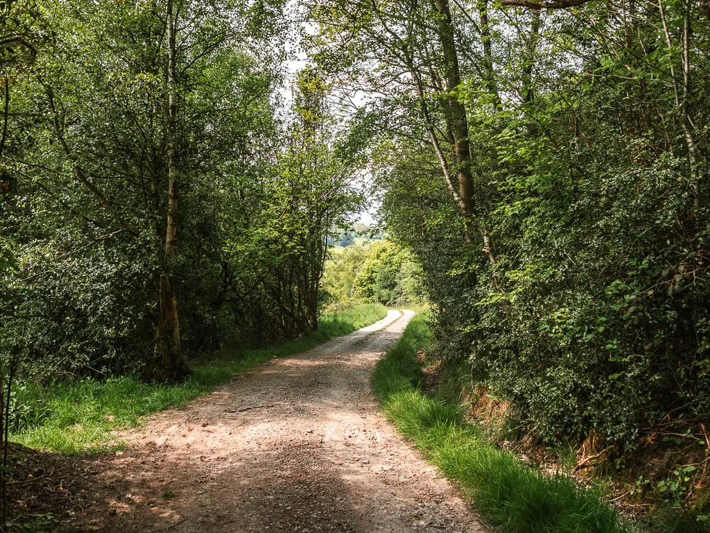 A gravel road lined with green leaved bushes and trees.