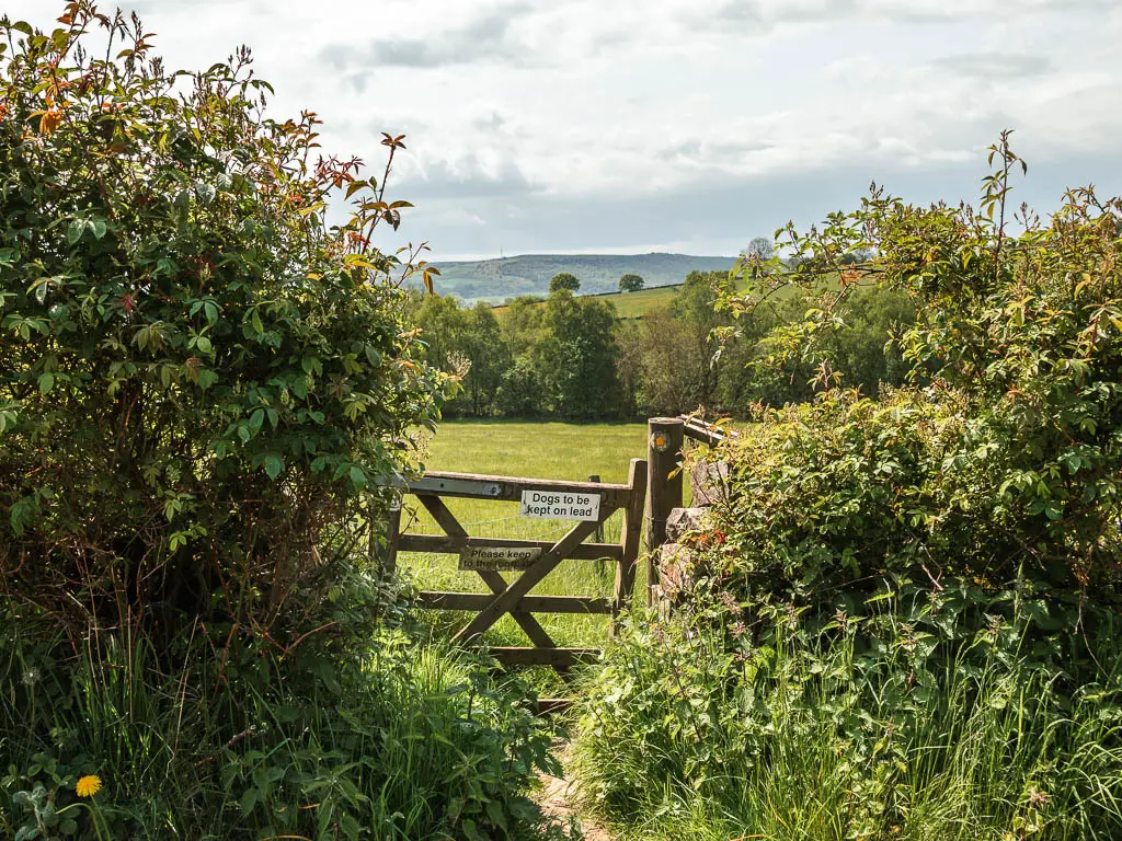 A small wooden gate nestled within the bushes, and a green grass field on the other side.