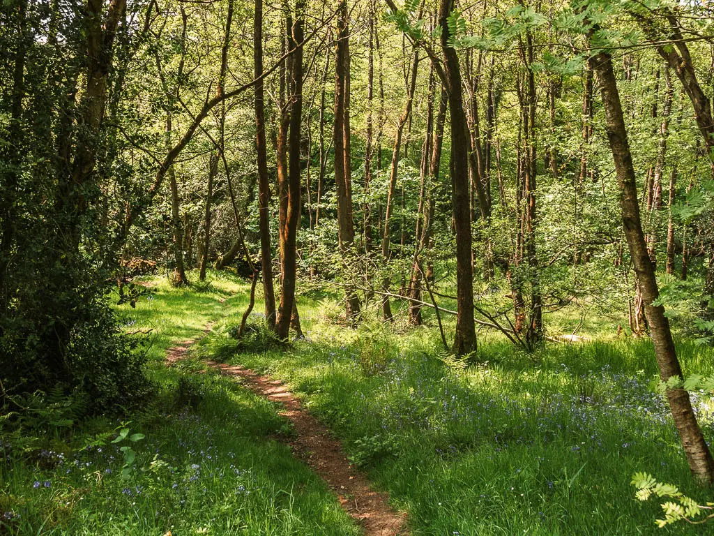 A thin trail leading through the overgrown grass, under the woodland with thin trunked trees. 