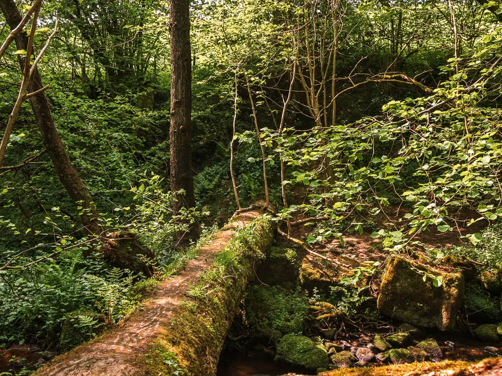 A fallen tree trunk over the river, surrounded by woodland greenery.