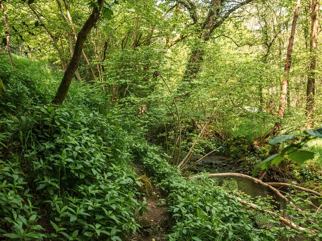 A barely visible trail, engulfed by the green leaves of the plants, in the woods with trees with straggly branches. 