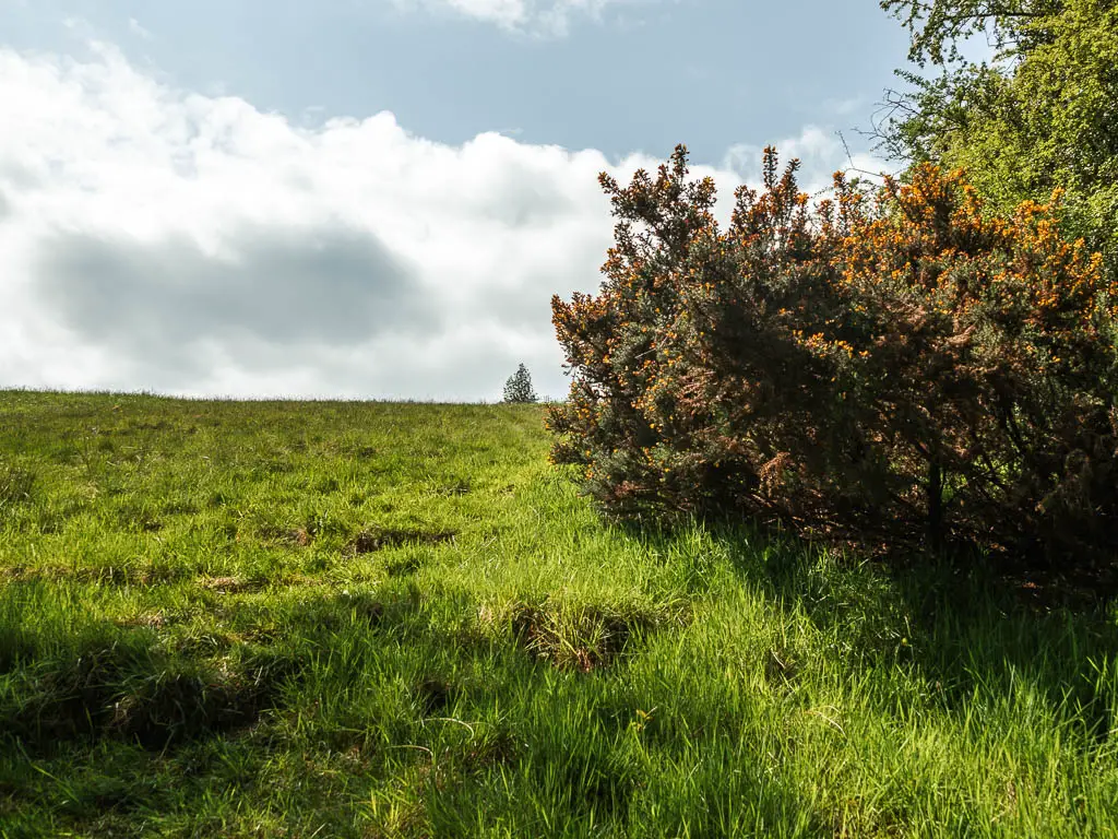 Looking up the steep grass hill, with a gorse bush on the right.