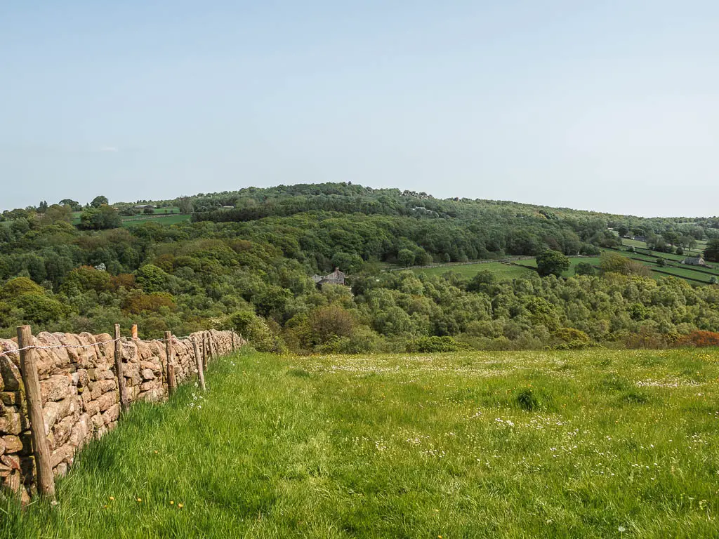 Looking down the grass hill, to a hill of trees in the distance, and Brimham Rocks poking out the top, on the walk back to Pateley Bridge. There is a stone wall lining the left side of the hill.