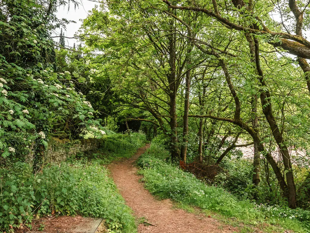 A dirt path with trees on the right side, and bushes with white flowers on the left. 