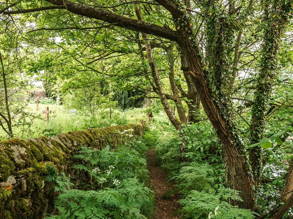 A narrow dirt trail under the woodland, with trees to the right, and a moss covered stone wall to the left. The trail is lined with green leafy plants.