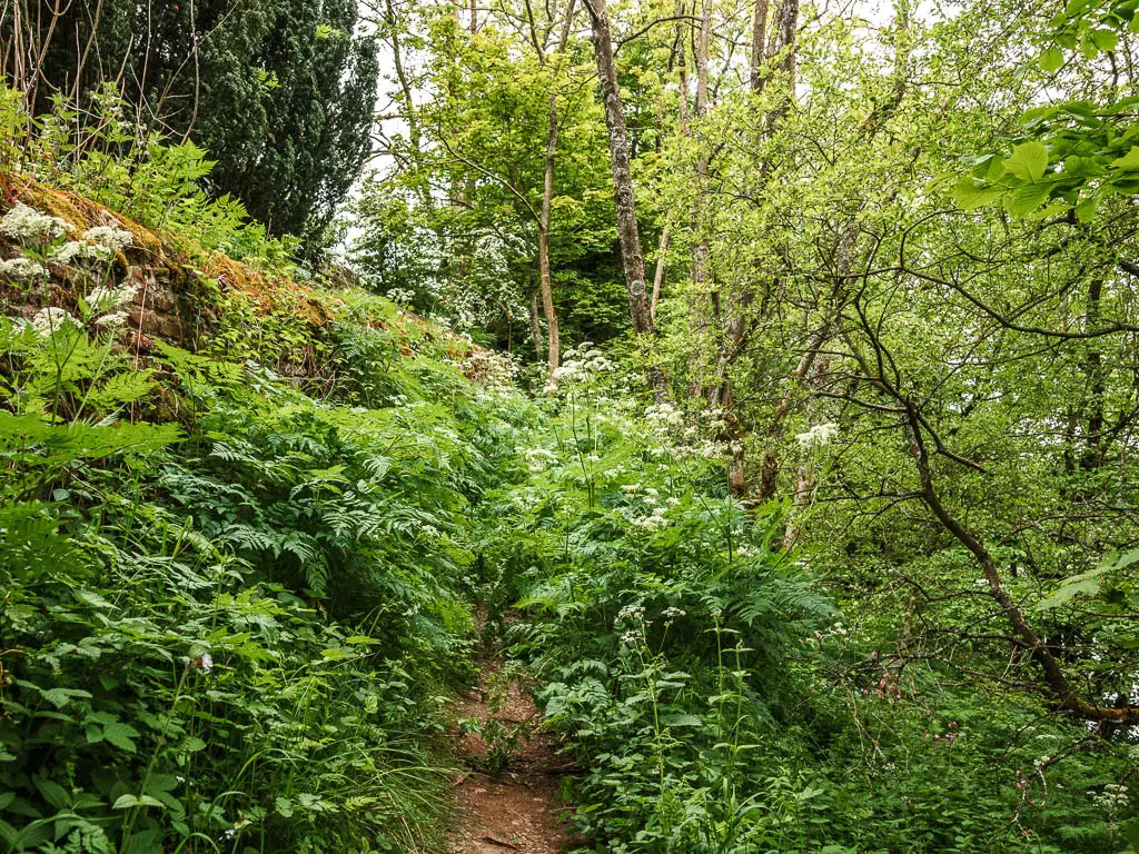 A narrow dirt trail leading through and overgrowth of green leafy bushes and plants.