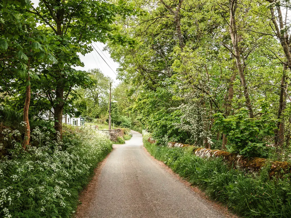 A road leading ahead, lined with tall green grass, plants with white flowers, and trees.