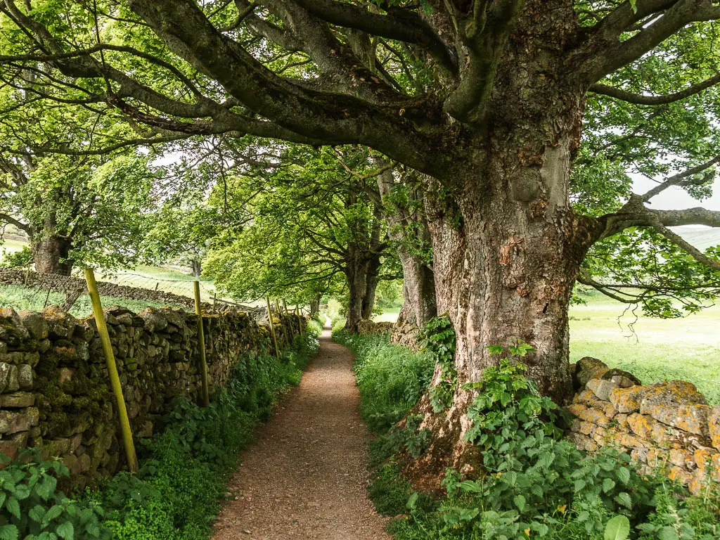 A dirt trail with a tone wall to the left and big trees lining the right, on the walk back towards Reeth.