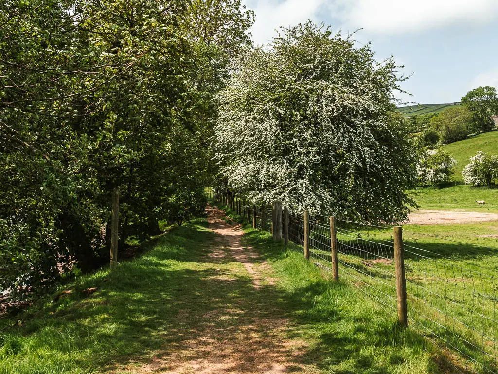 A dirt path leading towards the trees. There is a wire fence on the right, with a green grass field on the other side.