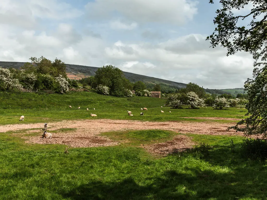 Looking across a large grass field, with sheep grazing.