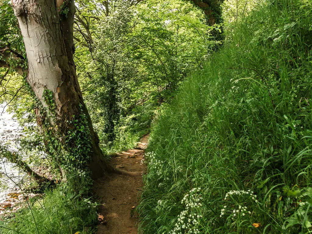 A narrow dirt trail, with a big tree on the left side, and a mass of tall grass and bushes to the right.