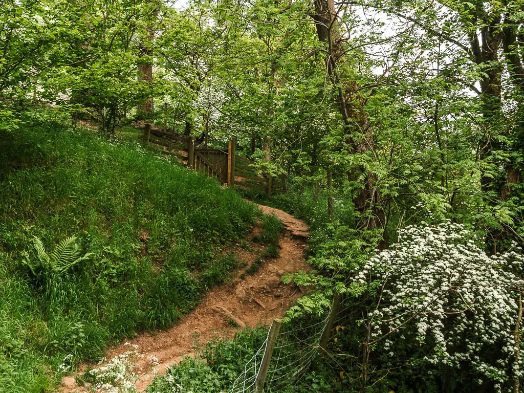 A rugged dirt trail leading uphill to the left, surround by green grass, white flowers and trees.