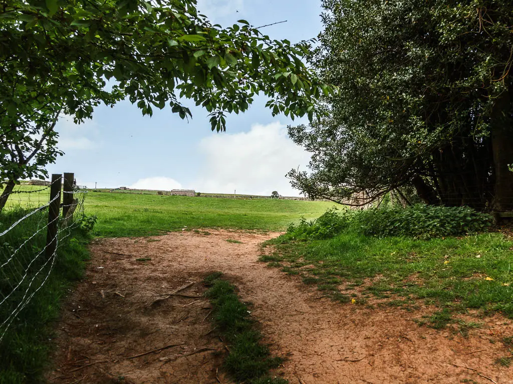 A wide dirt path under the trees, leading uphill to a grass field out in the open.