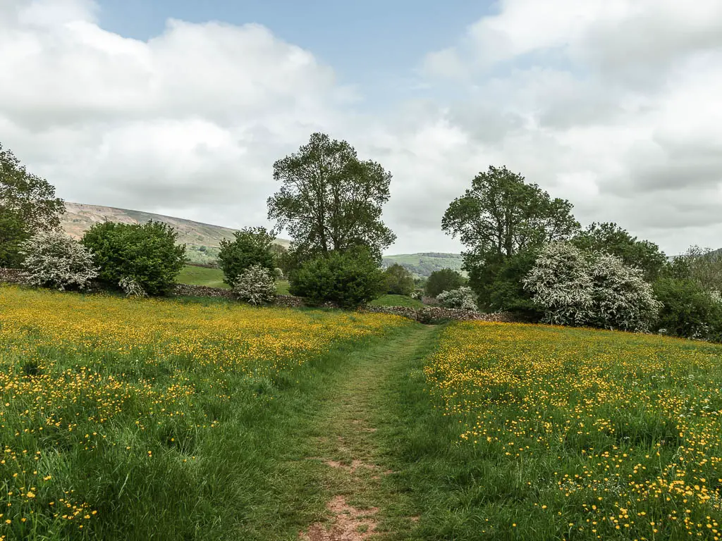 A wide grass trail through a field filled with yellow buttercups, near the end of the Reeth circular walk. There are trees on the other side of the field.