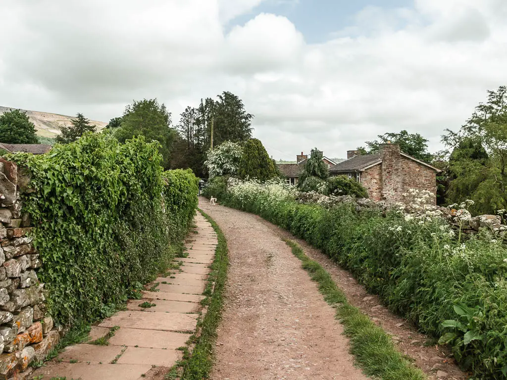 A wide path, with a stone walkway running along the left side of it. The path and walkway are lined with bushes to the right and an ivy covered stone wall to the left. There is a cottage over the bushes on the right. 