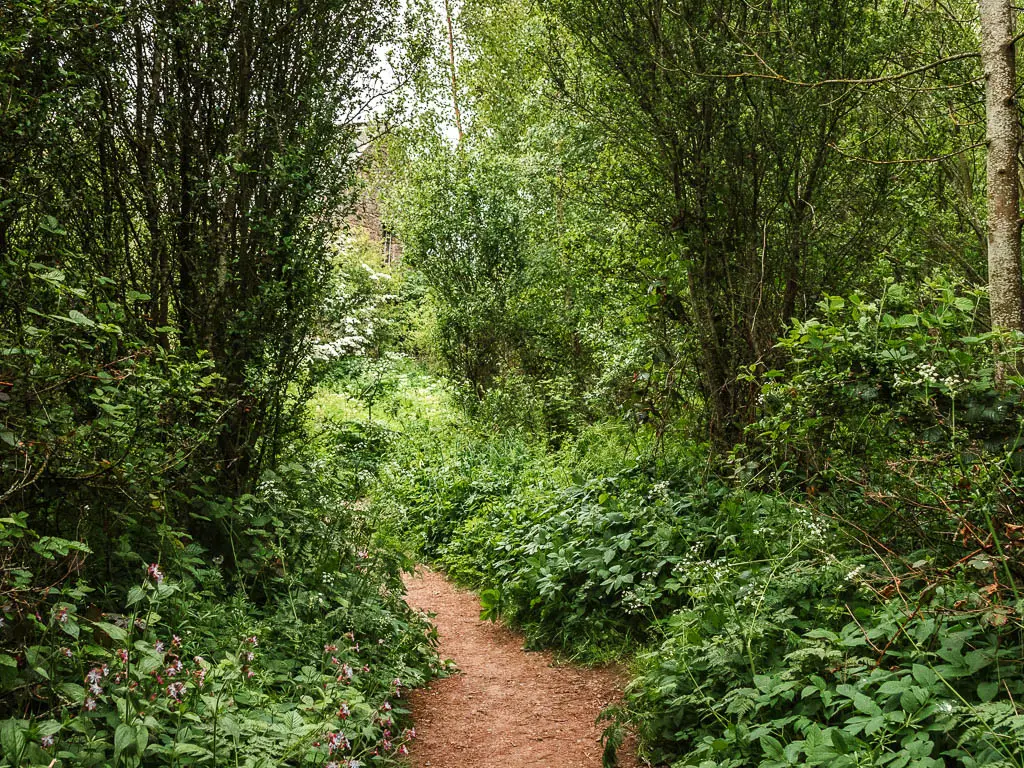 A dirt trail through a mass of green plants, bushes and trees, near the start of the Reeth circular walk.