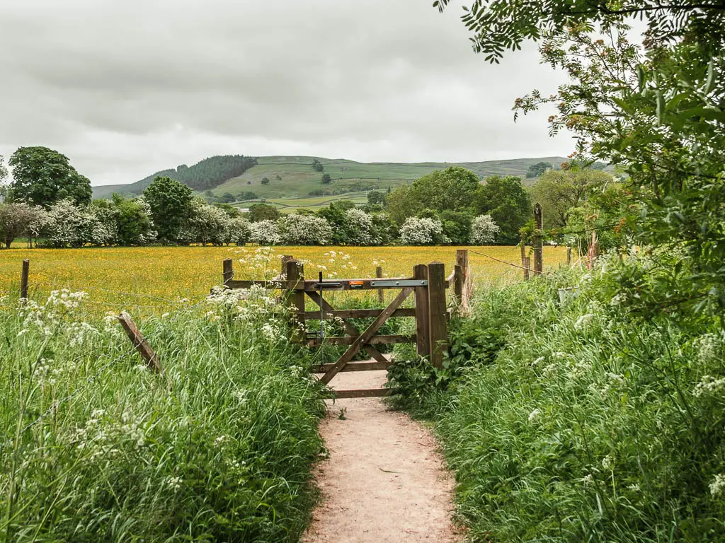 A path leading to a wooden gate, on the Reeth circular walk. The path is lined with overgrown grass and plants. The field on the other side of the gate is filled with yellow flowers. There are hills rising up in the distance. 