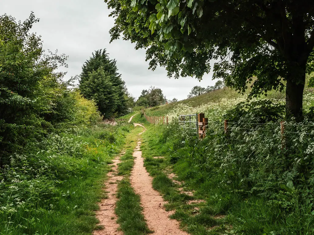 The trail leading straight ahead through the grass, lined with bushes and trees on both sides.