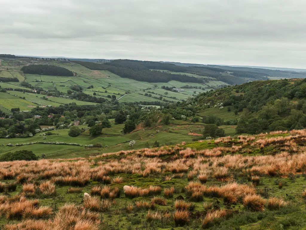 Looking down the hill with tufts of orange grass, on the walk back towards Rosedale Abbey. The hill leads down into the valley which is filled with green grass fields, and trees.