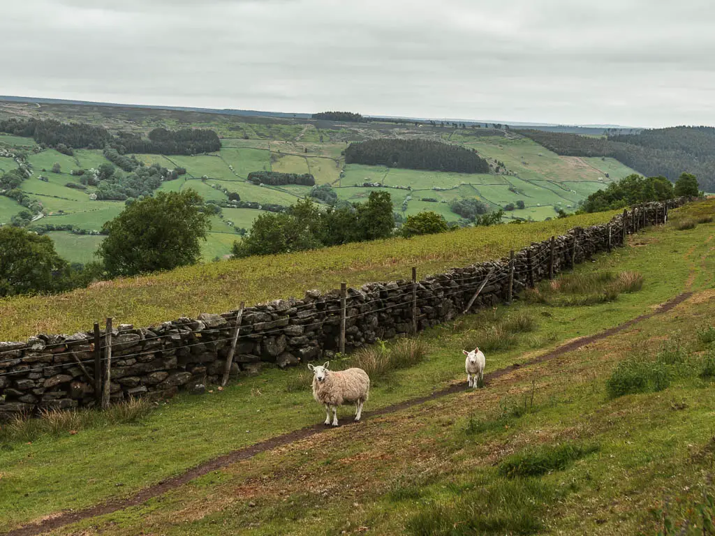 Two white sheep standing on a thin dirt trail through the grass, and a stone wall along the other side of the trail.