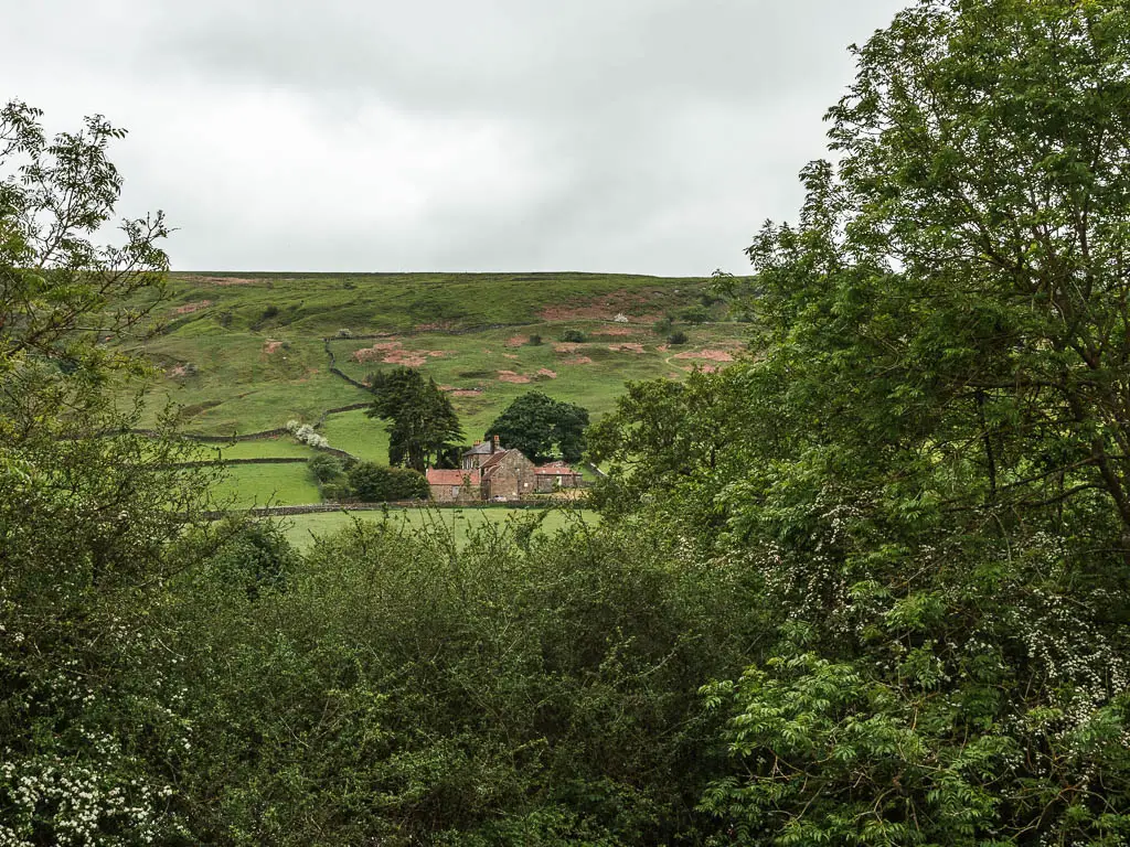 Looking over the green bushes to a hill ahead, near the start of the walk from Rosedale Abbey. There is a cottage at the bottom of the hill.