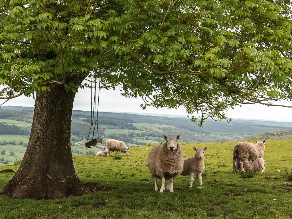 A few sheep standing under a big tree on the circular walk from Rosedale Abbey, in the North York Moors National Park. There is a lamb feeding from the mother sheep. There is a swinging chair hanging from the tree.