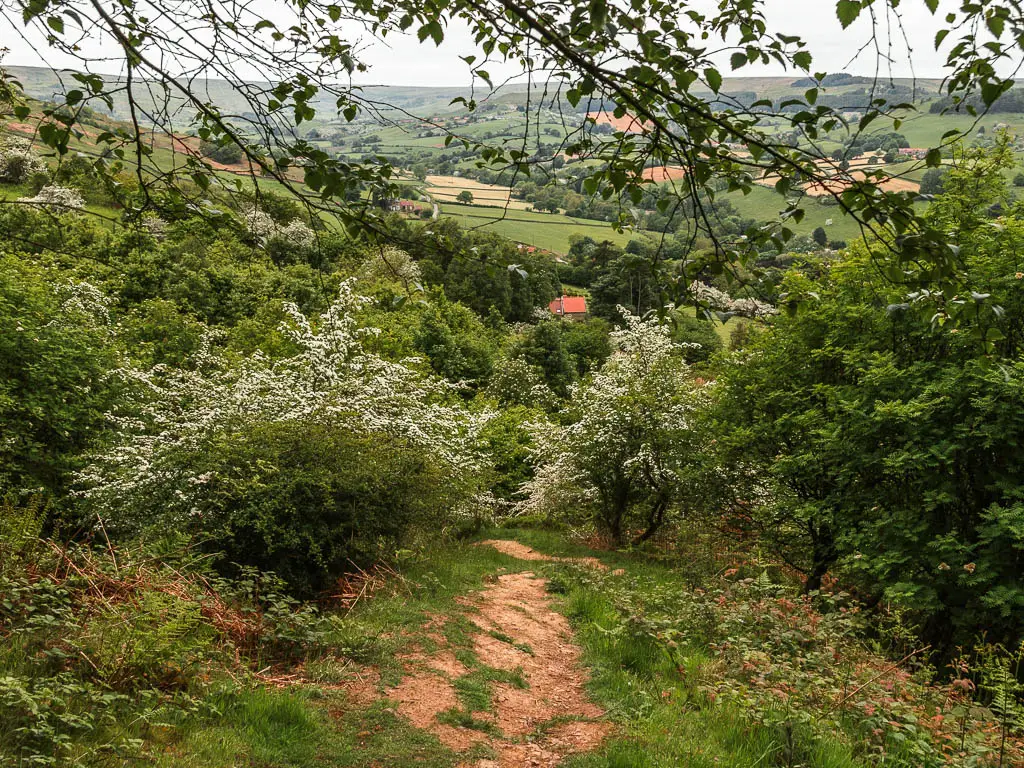 A dirt path leading down into a mass of white cherry blossom and green leafed trees. There are tree branches overhanging into the frame.