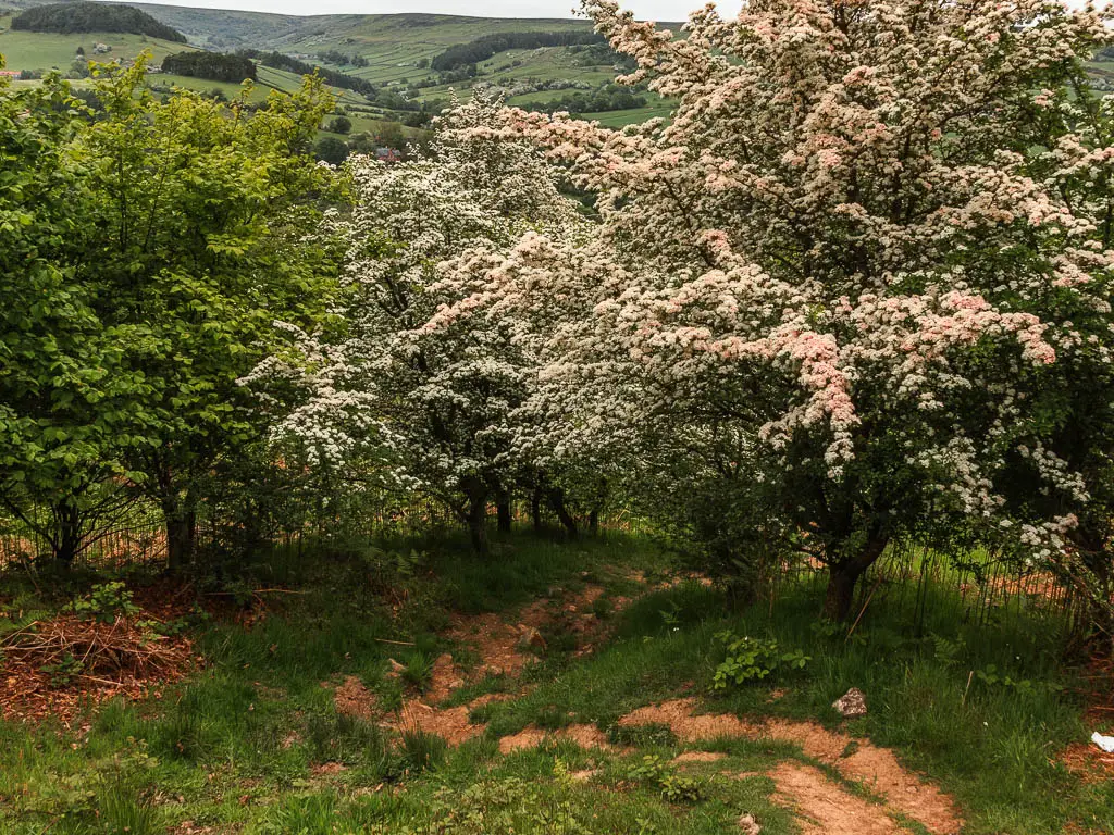 A rugged dirt trial leading downhill into a mass of white cherry blossom trees.