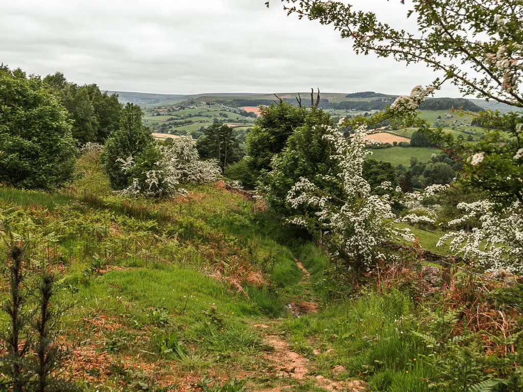 An area of rugged grass hillside, with white cherry blossom, and green leafed trees along the right side, and ahead.