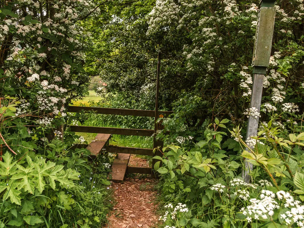 A wooden stile though a gap in the bushes with white flowers.