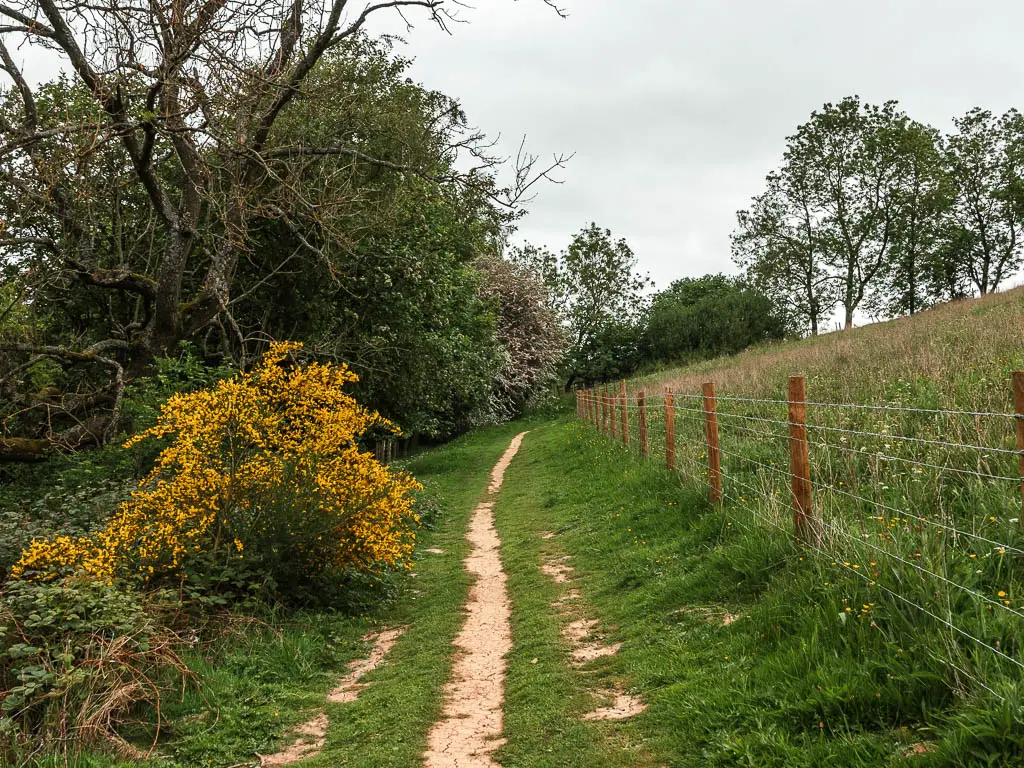 The trail leading straight ahead, through the grass, with a wire fence to the right, and a yellow flowered bush, and trees to the left.