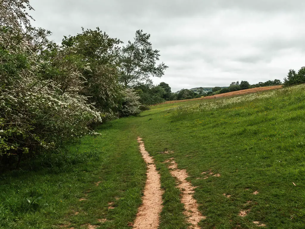 A trail leading through the grass field, with bushy trees along the left side.