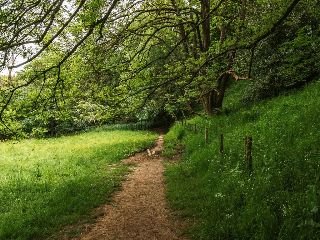 A dirt trail leading to woodland head, with a grass field to the left, and a hill with tall grass to the right. There are trees overhanging the trail. 