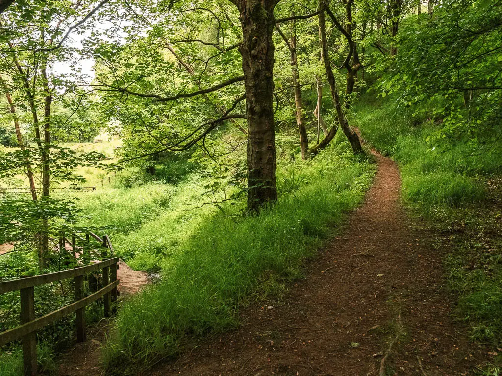 A dirt trail in the woods, leading up the hill to the right, and another trail leading to the left out of the woods, along the walk from Rosedale Abbey. There is a wooden fence lining the other side of the left trail.