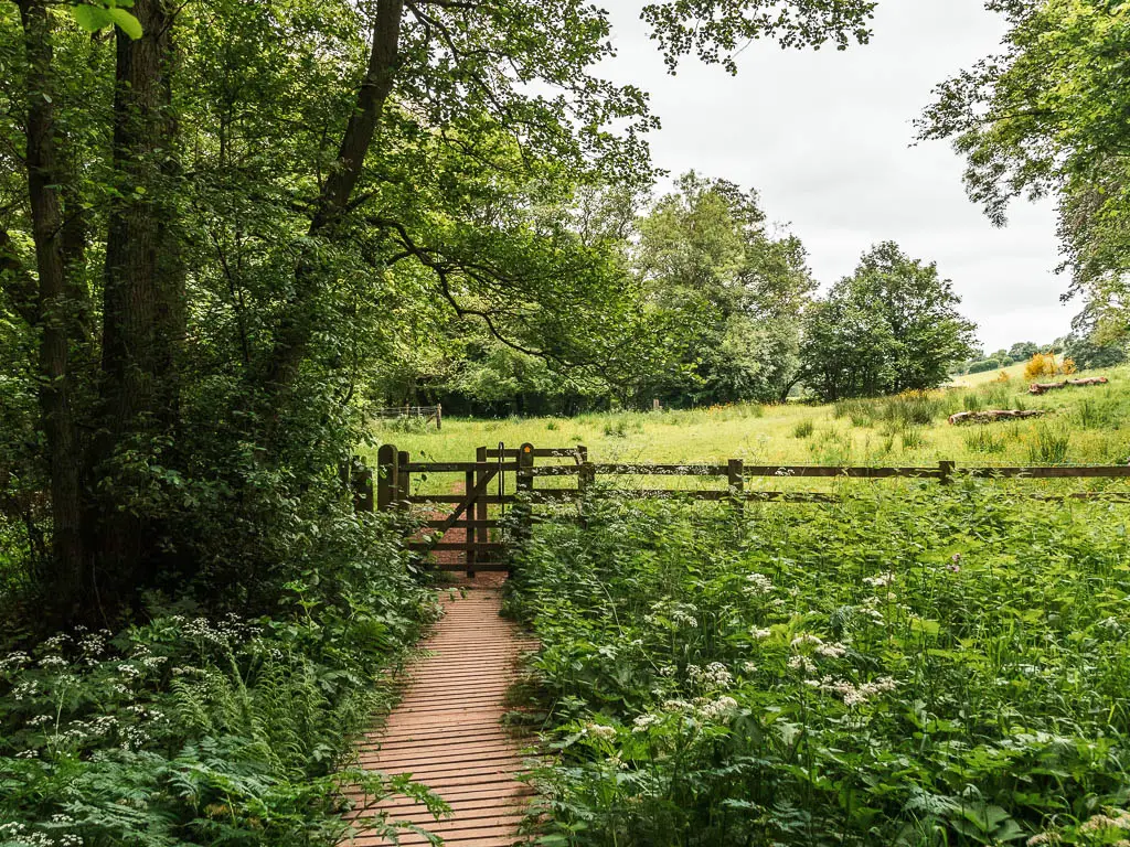 A wooden walkway surround by green leafed plants, leading to a wooden gate and a large field on the tougher side. There is a big tree on the left side of the walkway.