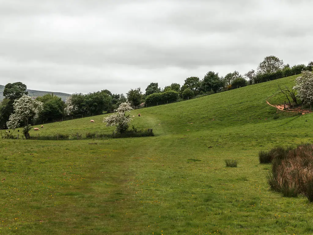 A very large grassy undulating field. There are some tufts of grass to the right, and trees lining the far end of the field.