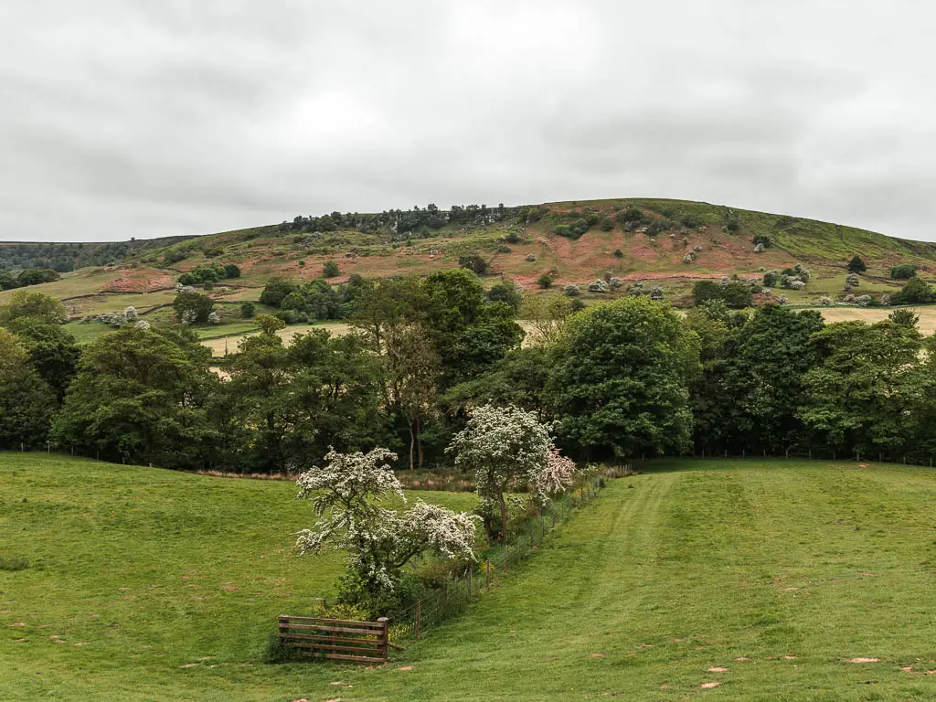 A large grass field with some trees running down the middle of it, and along the edge ahead, on the walk from Rosedale Abbey. There is a big hill rising up past the field.