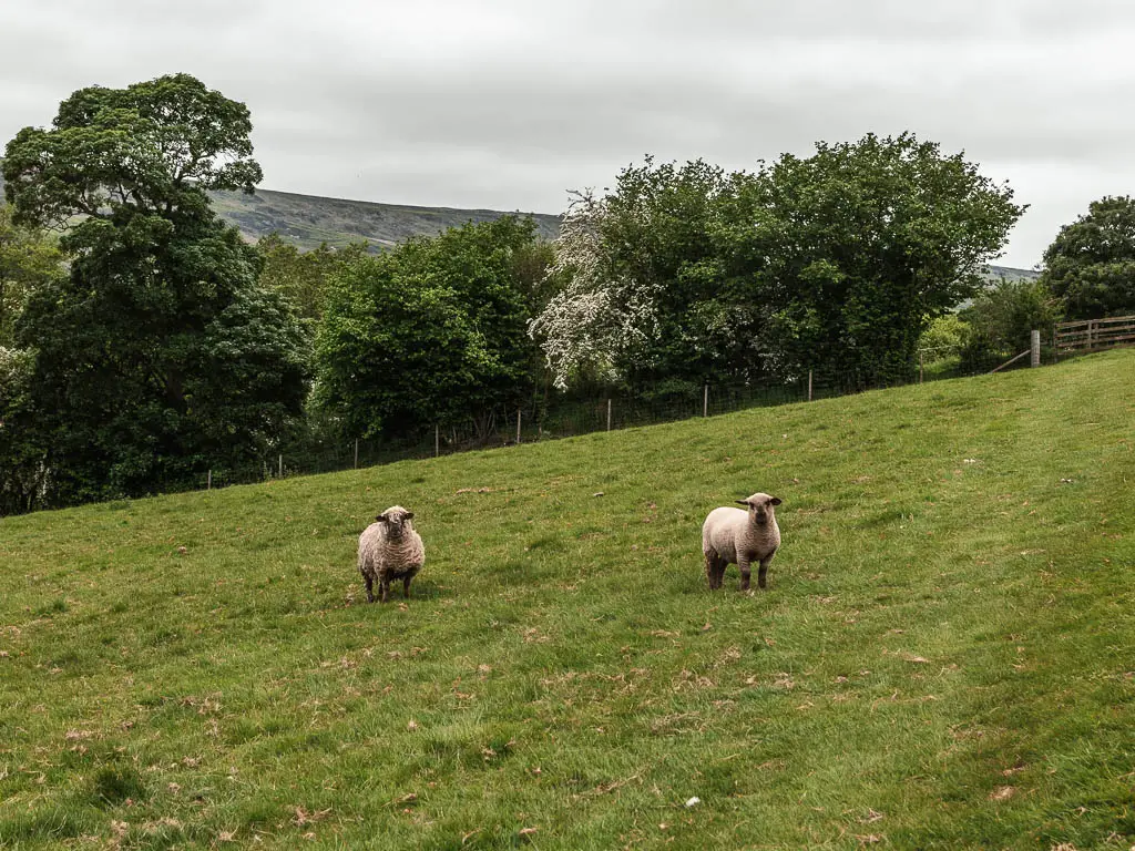 Two sheep standing on the grass field. There is a wire fence and masses of green leafy trees lining the other end of the field.