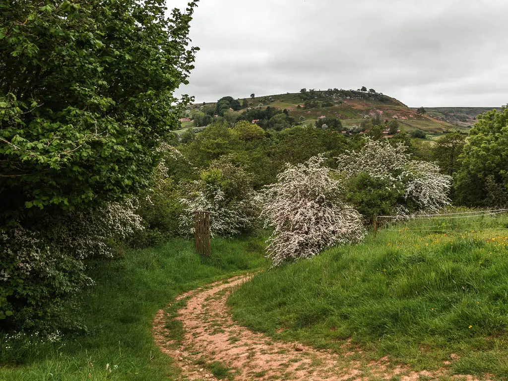 A dirt path leading down to the left, then curving right. The path is lined with gras, big green leafed bushes and trees, and a few white cherry blossom trees.