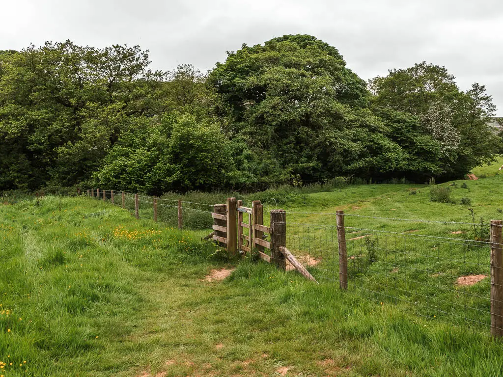 A wooden gate and wire fence cutting across the grass field from bottom right to top left. There is a mass of green leafed trees ahead.