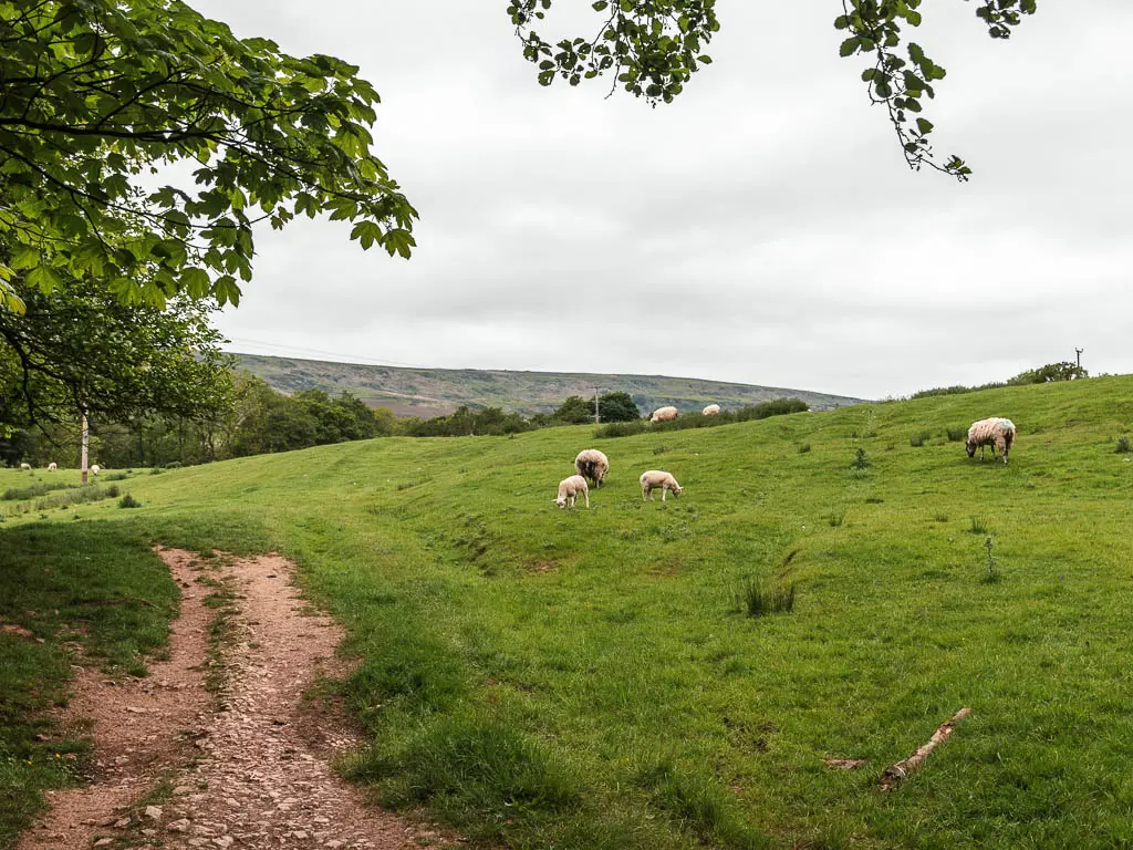 A rugged dirt path on the left, with a green grass field to the right. There are sheep grazing in the field.