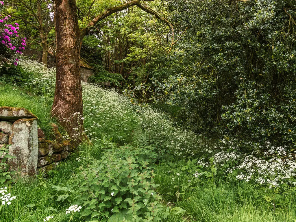 A mass of green plants, and white flowers, with leafy trees, partway through the walk from Rosedale Abbey. 