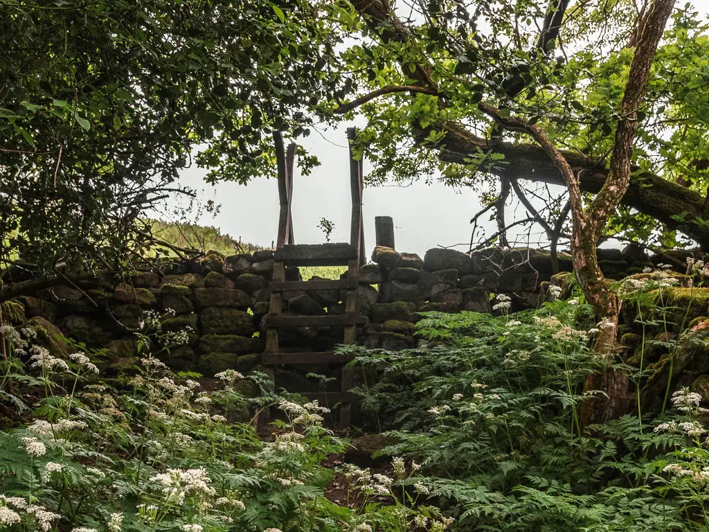 A wooden ladder leading over a stone wall. There is a mass of green leafed plants this side of the wall, and tree branches overhanging the wall.