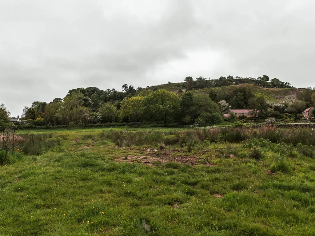 A large field with unkept grass, and a hill surround by trees on the other side.