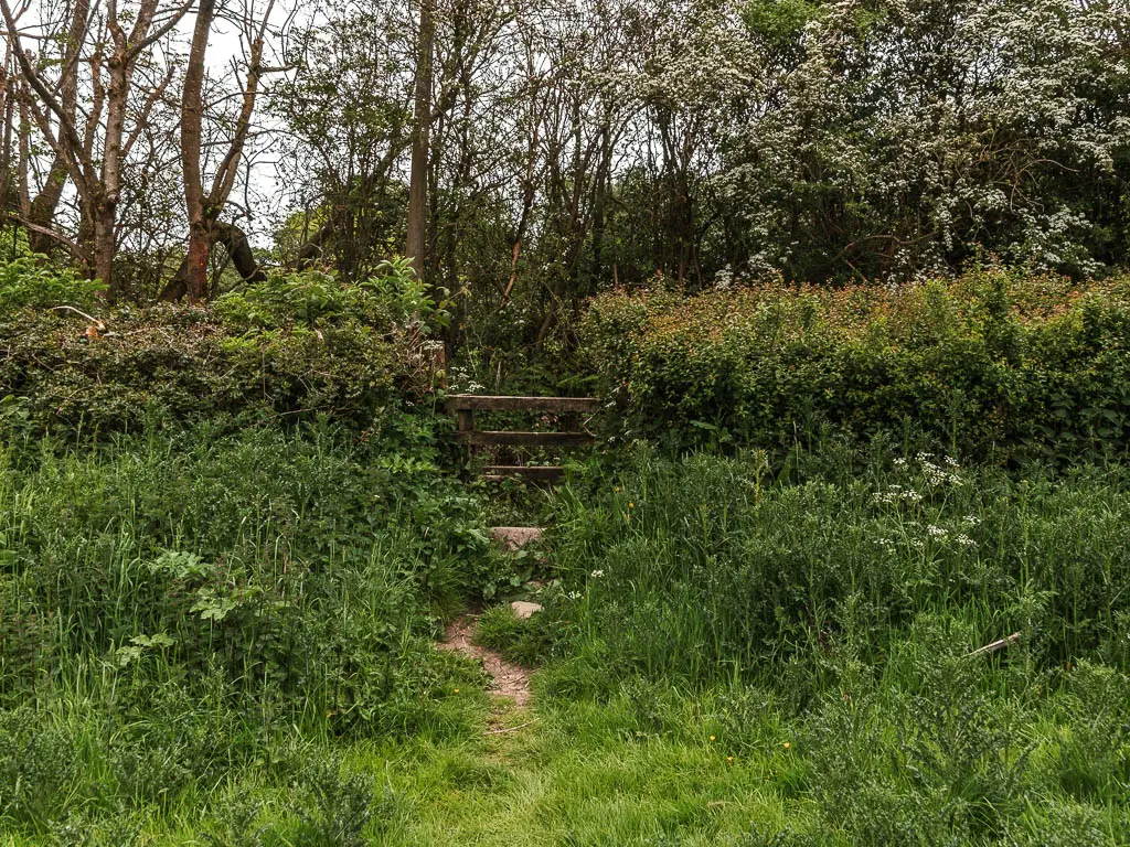 A wooden gate in the green hedge, with messy grass in front of it.