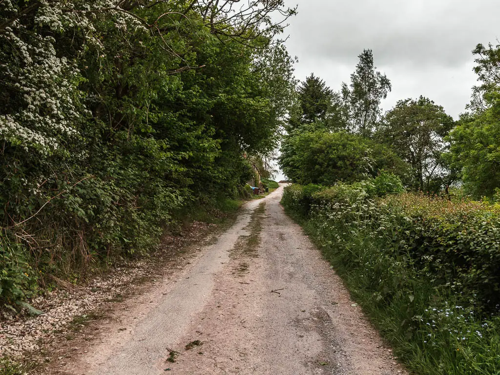 A rugged road leading straight ahead, lined with bushes on both sides.